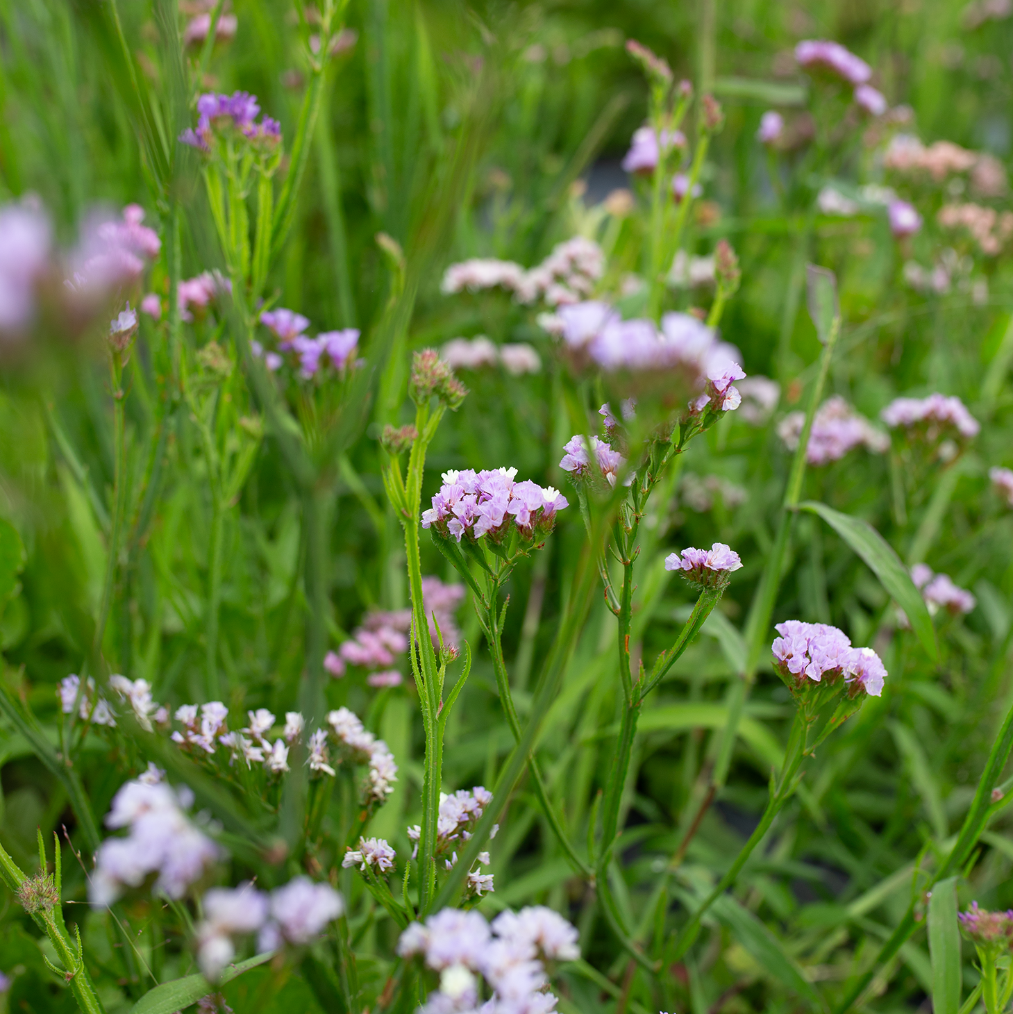 Statice 'Lavender Étoile'