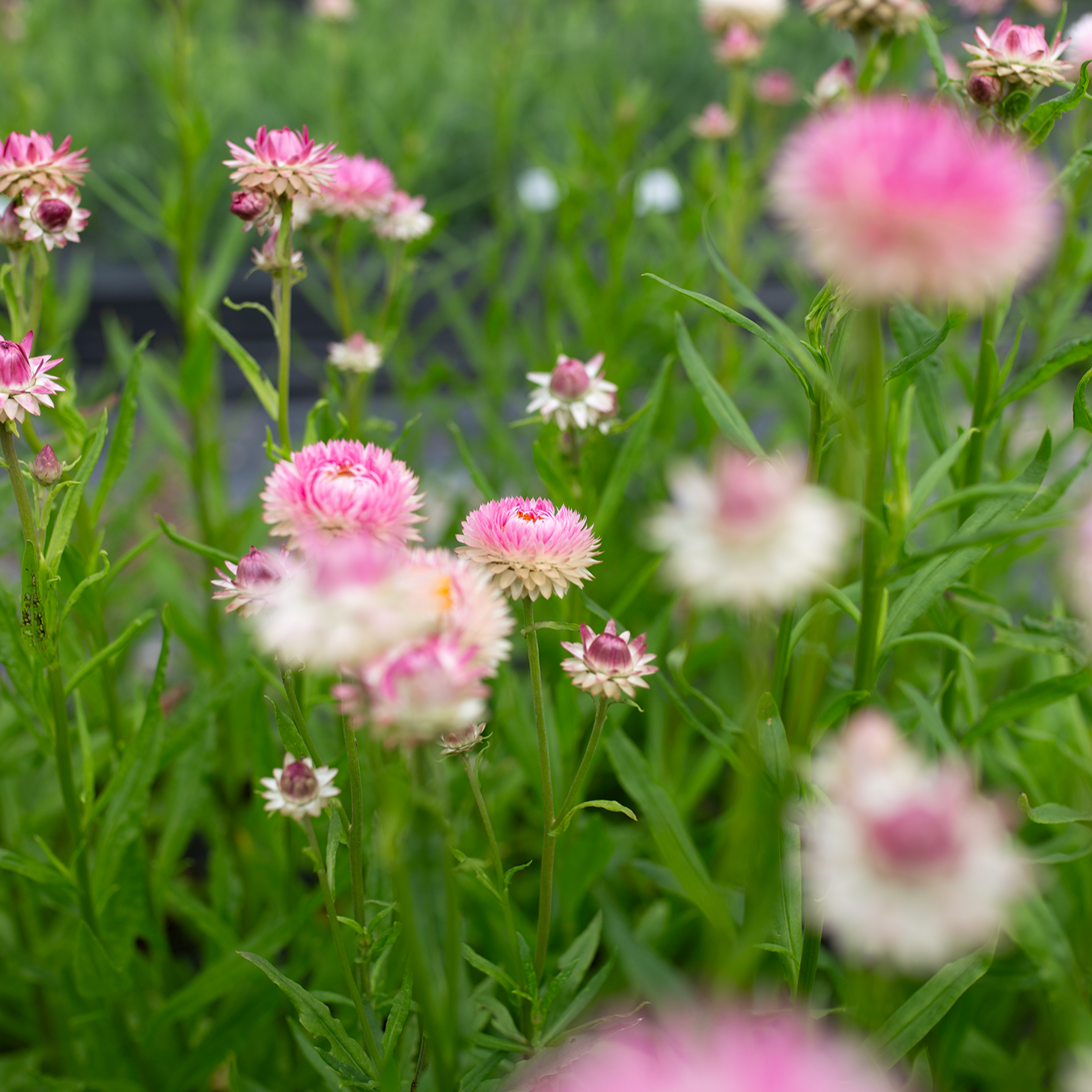 Strawflower 'Fleurelle's Field Blend'