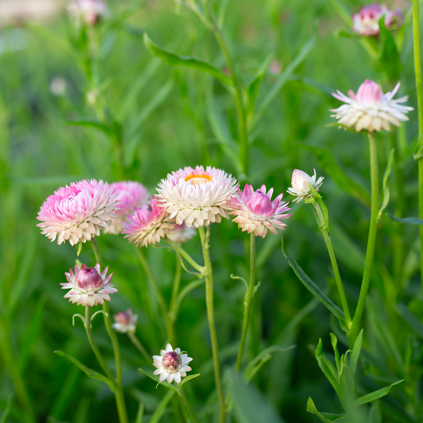Strawflower 'Fleurelle's Field Blend'