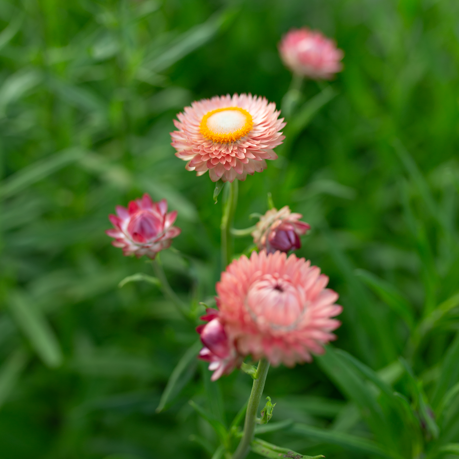 Strawflower 'Fleurelle's Field Blend'