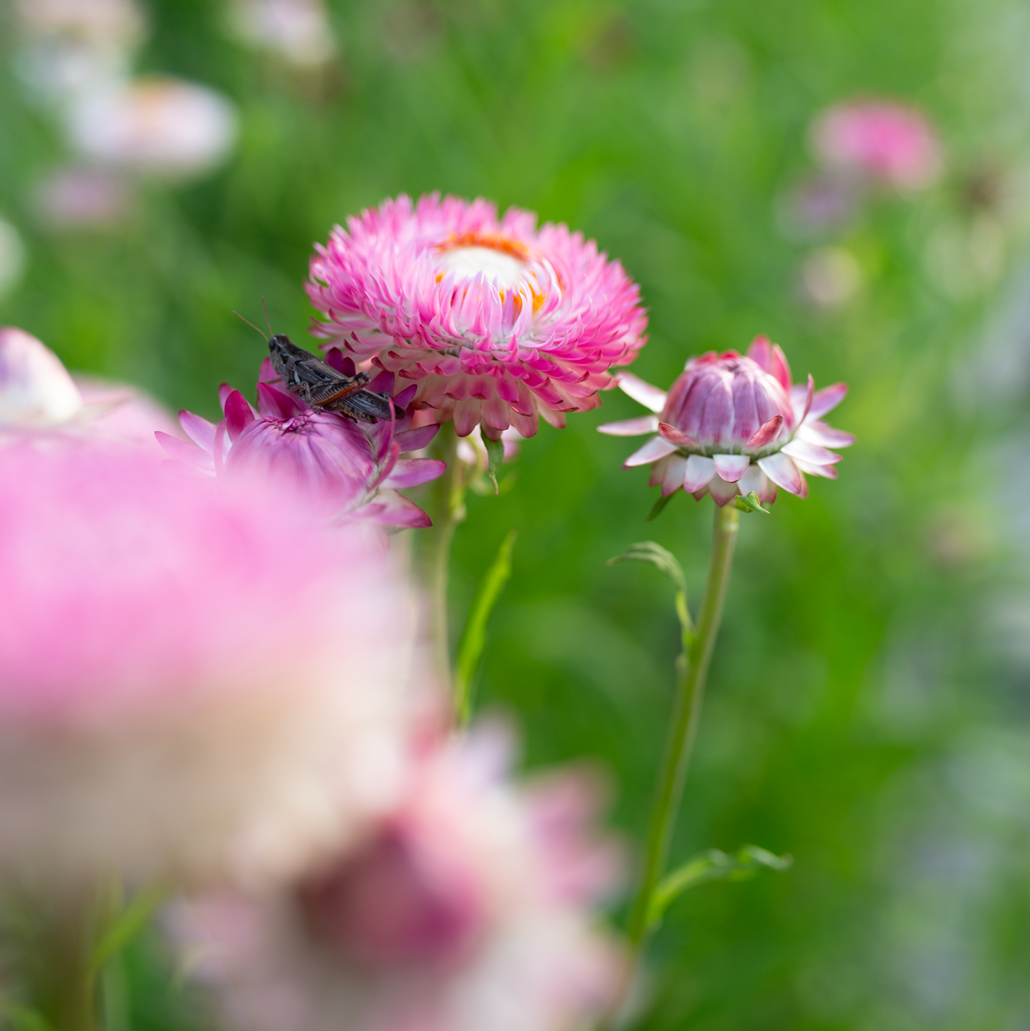 Strawflower 'Fleurelle's Field Blend'