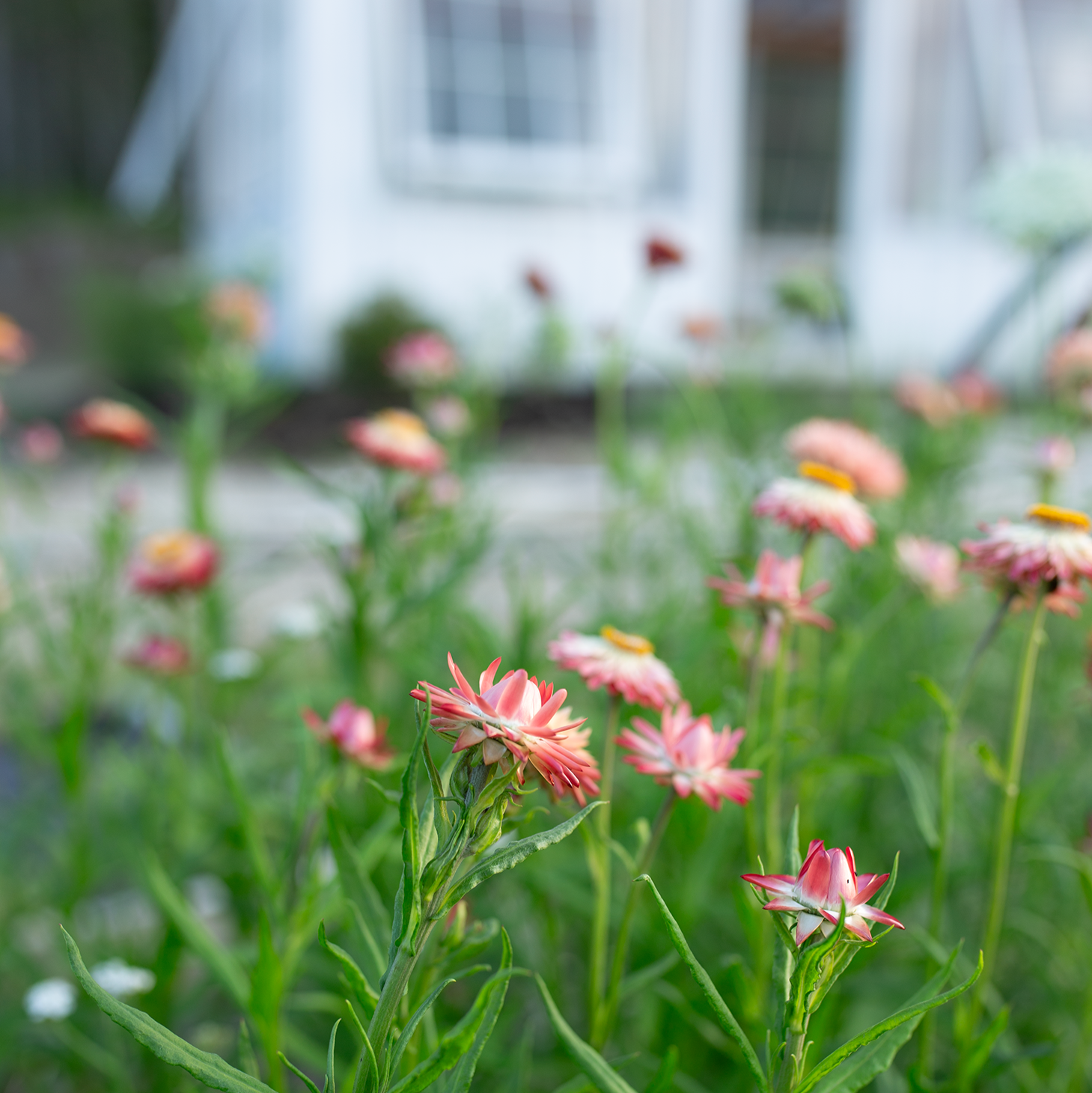 Strawflower 'Fleurelle's Field Blend'