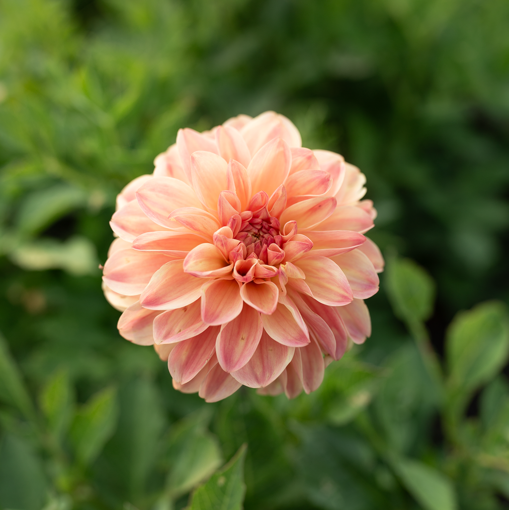 Dahlia 'Skeena Sugar Pie'