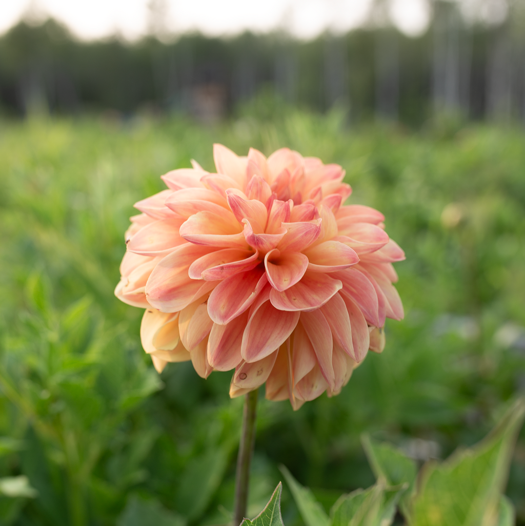 Dahlia 'Skeena Sugar Pie'