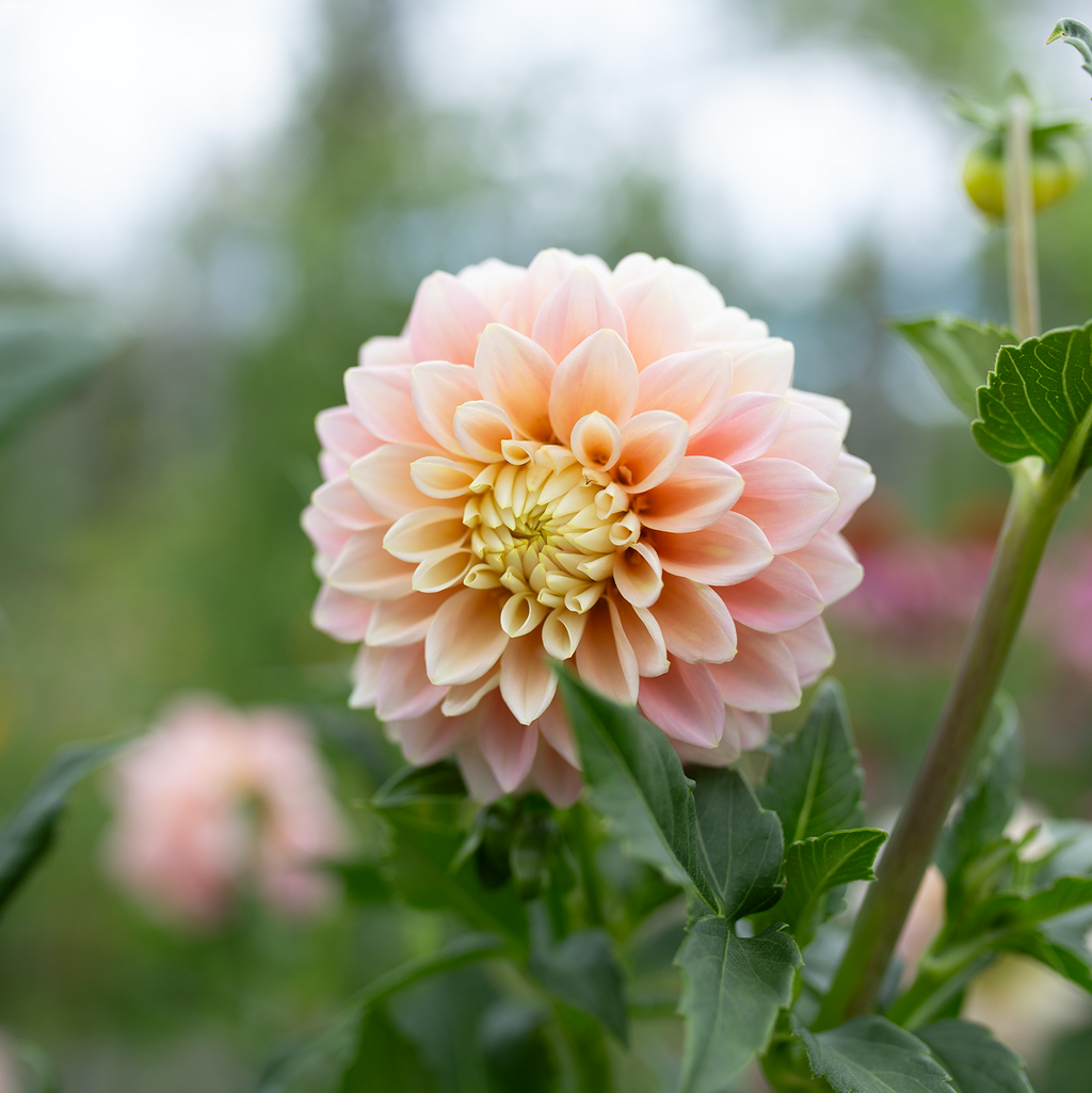 Dahlia 'Sugartown Sunrise'