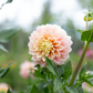 Dahlia 'Sugartown Sunrise'