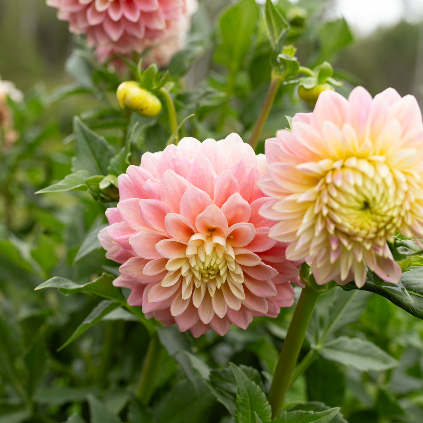 Dahlia 'Sugartown Sunrise'