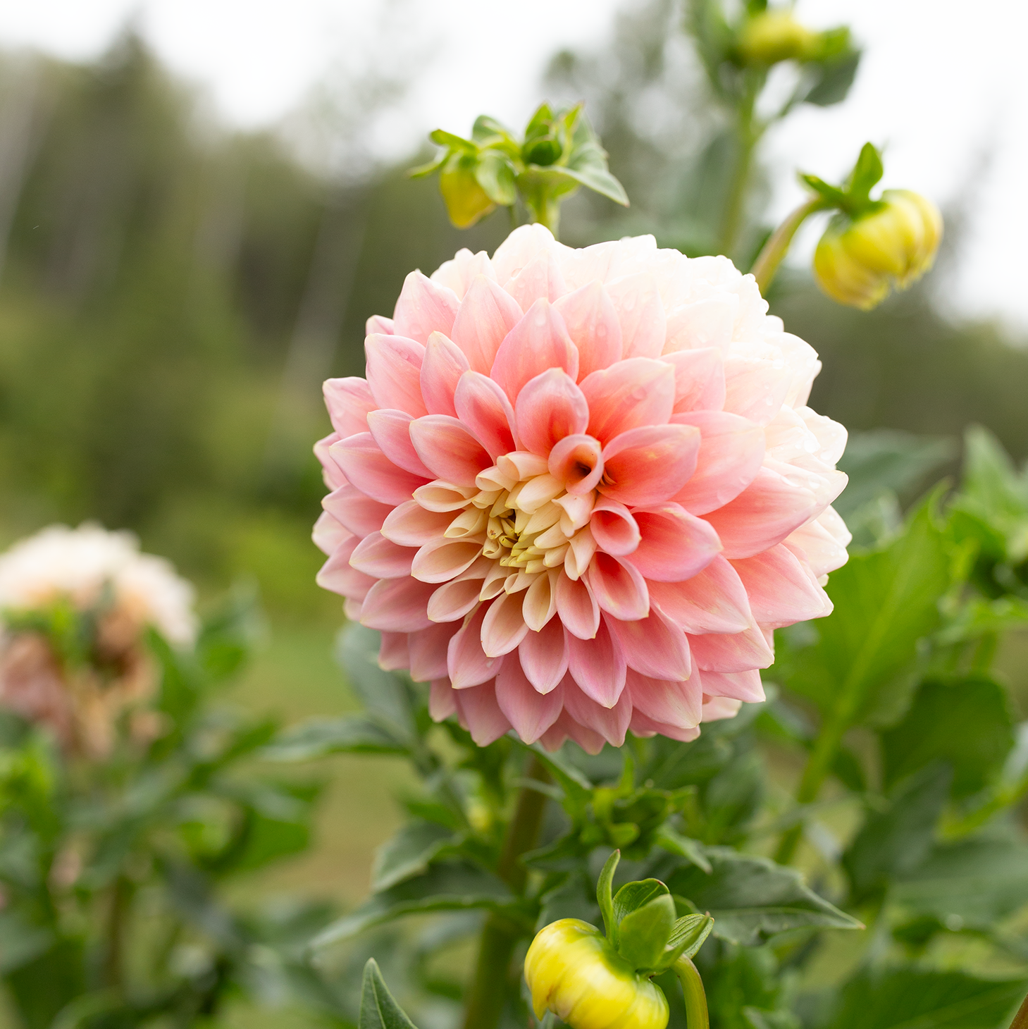 Dahlia 'Sugartown Sunrise'