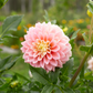 Dahlia 'Sugartown Sunrise'
