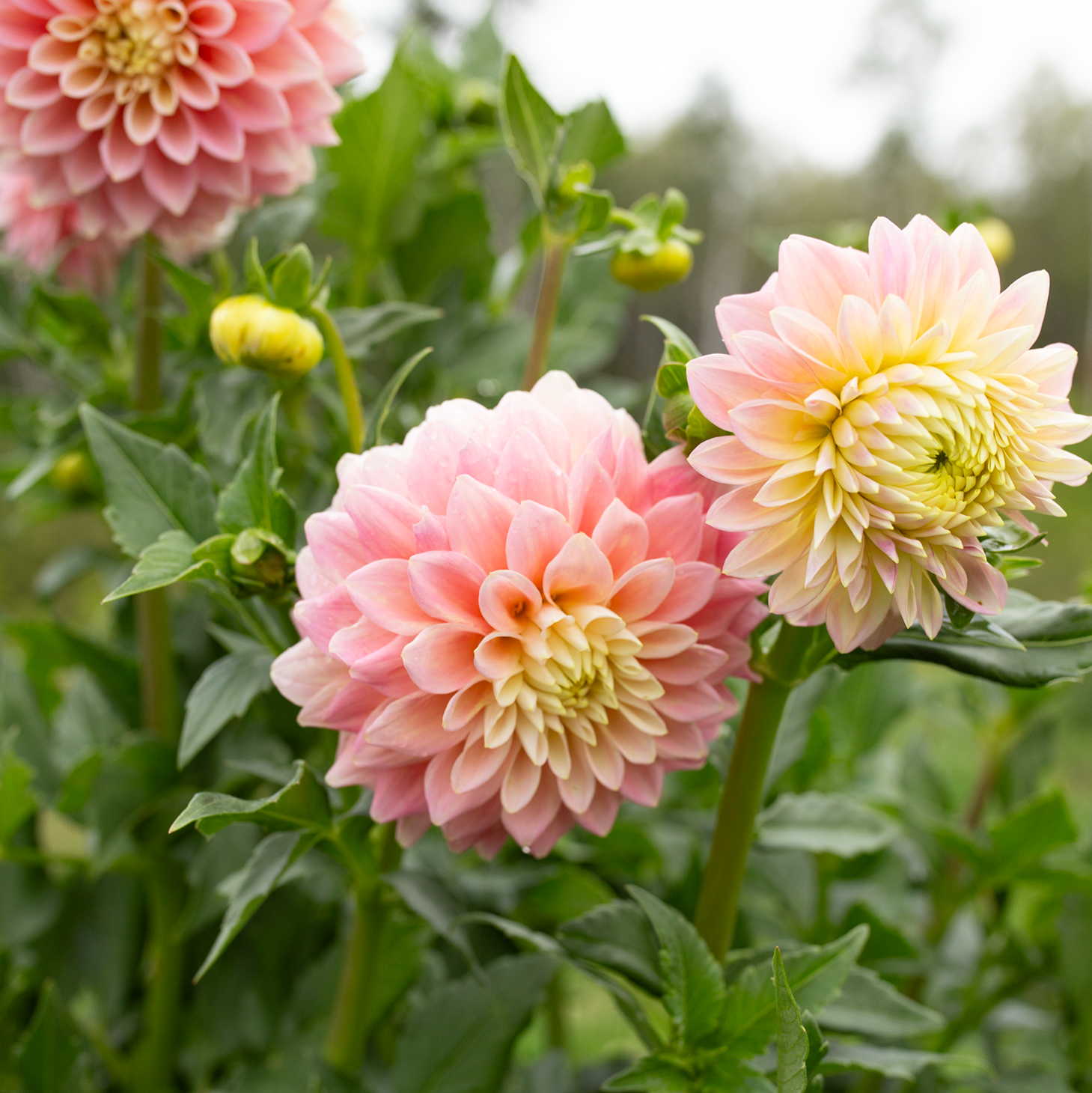 Dahlia 'Sugartown Sunrise'