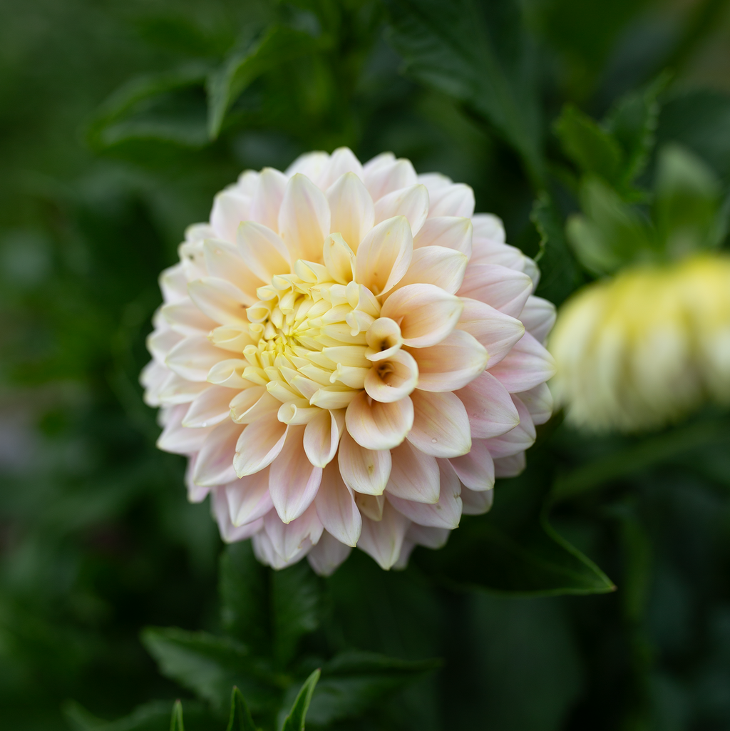 Dahlia 'Sugartown Sunrise'