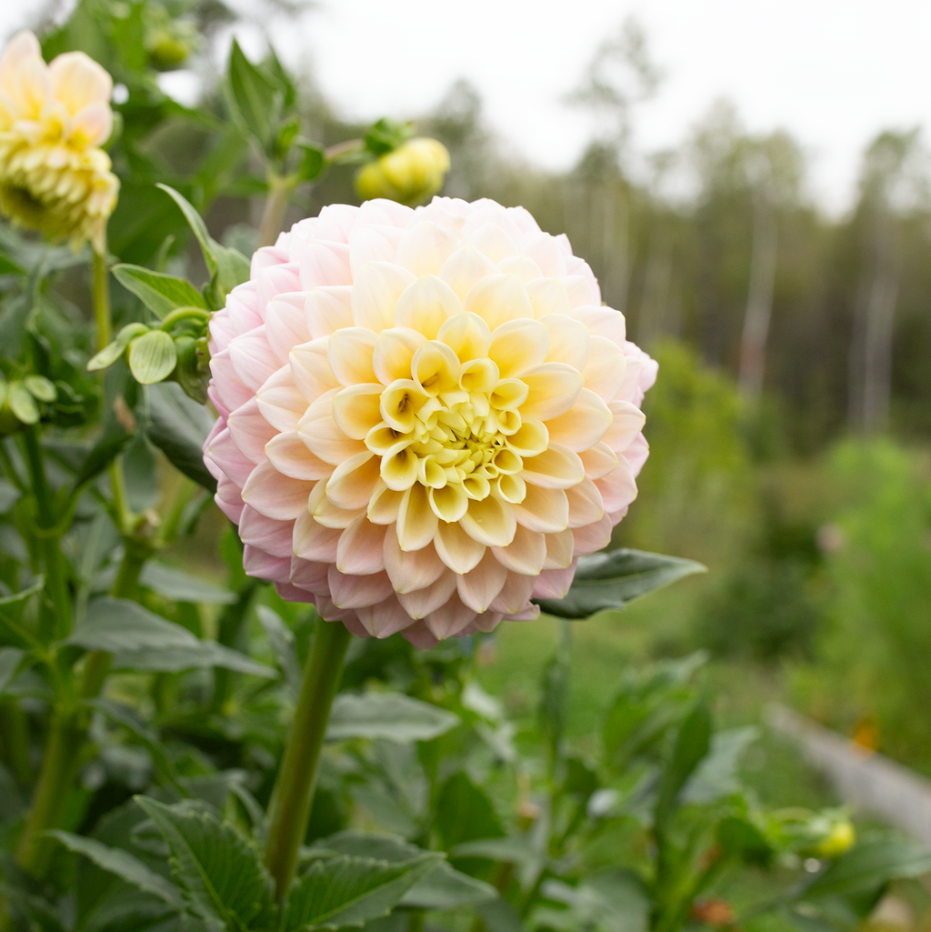 Dahlia 'Sugartown Sunrise'