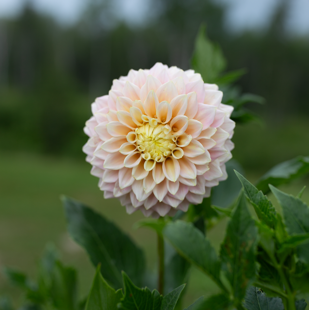 Dahlia 'Sugartown Sunrise'
