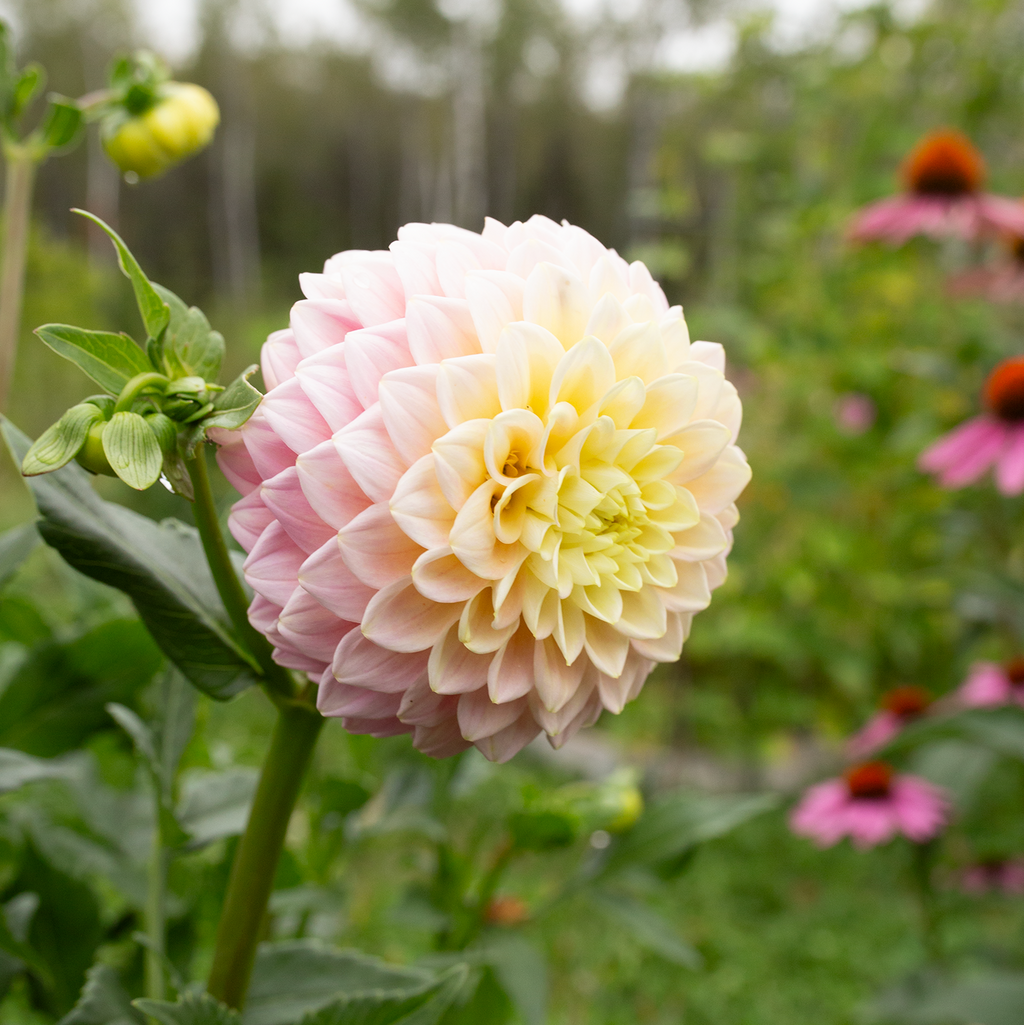 Dahlia 'Sugartown Sunrise'