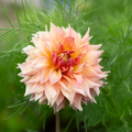 Dahlia 'Summer Rain'