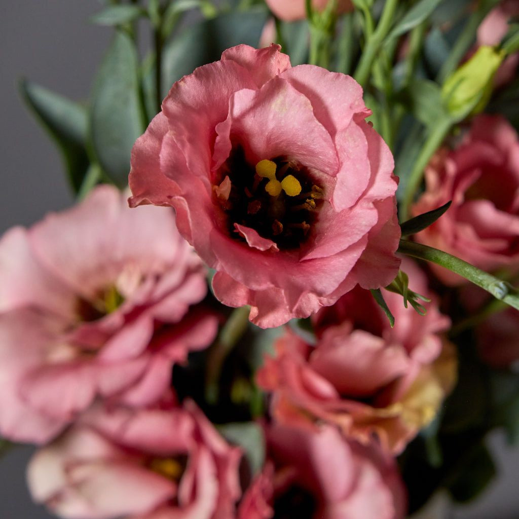 Lisianthus 'Summer Orange'