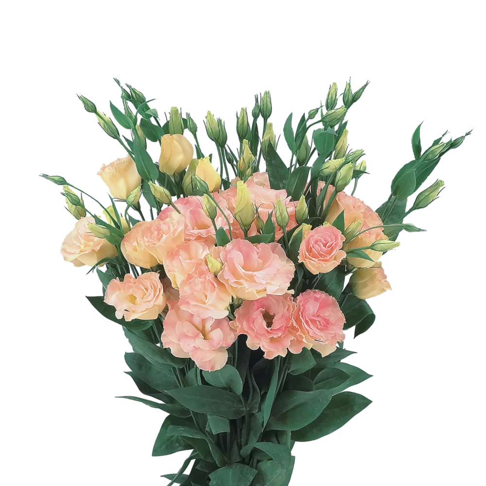 Lisianthus 'Summer Orange'