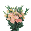 Lisianthus 'Summer Orange'