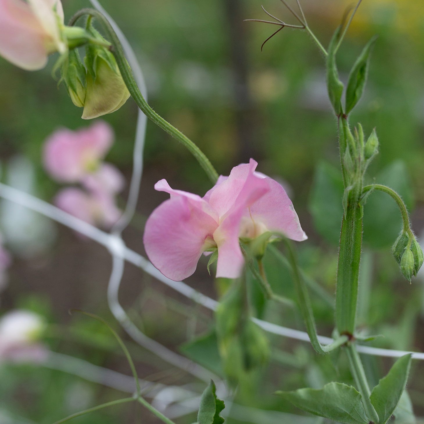 Sweet Pea 'Alisa'