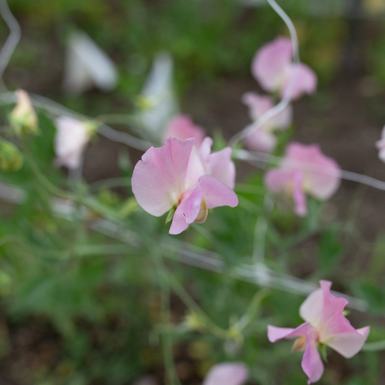 Sweet Pea 'Alisa'
