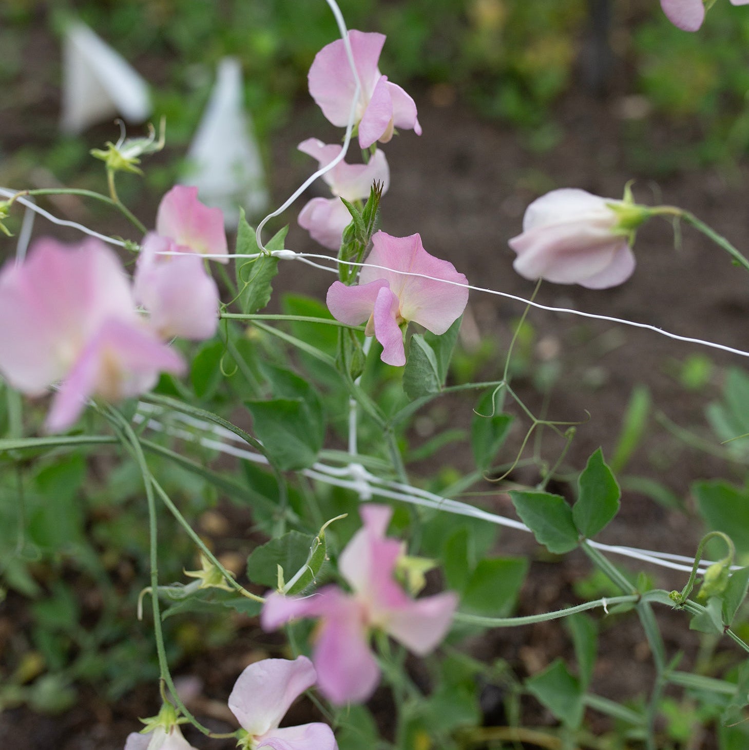 Sweet Pea 'Alisa'