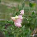 Sweet Pea 'Amy Dowden'