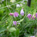 Sweet Pea 'Carmel'