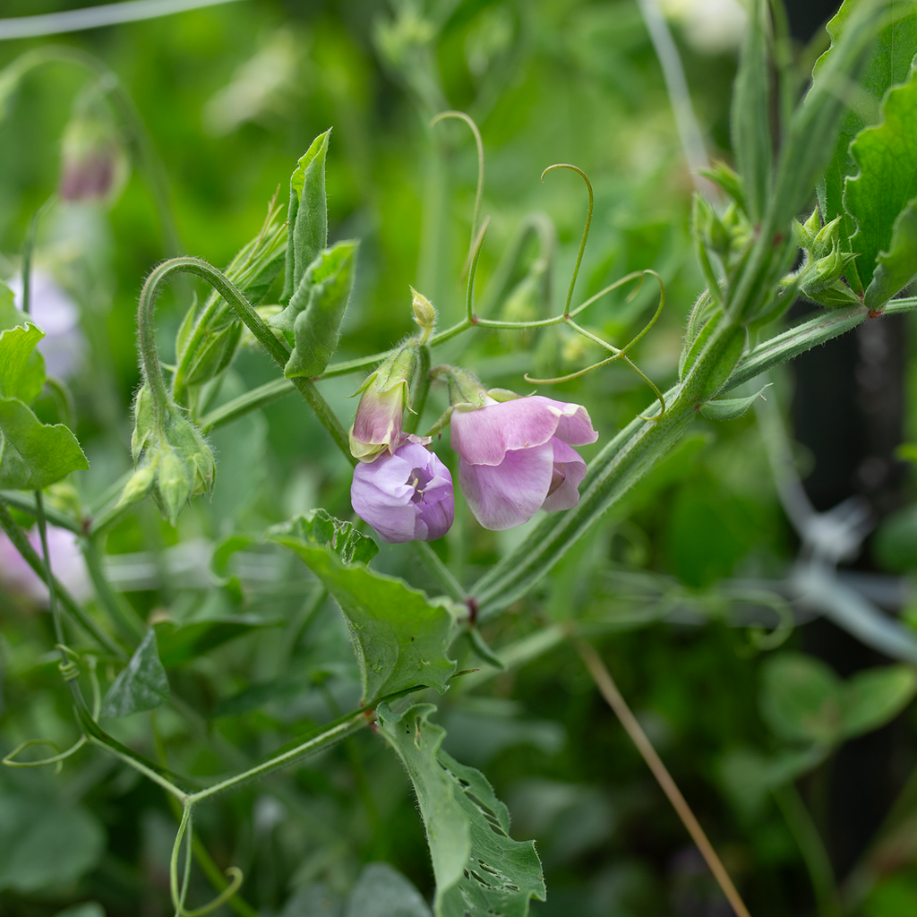 Sweet Pea 'Carmel'
