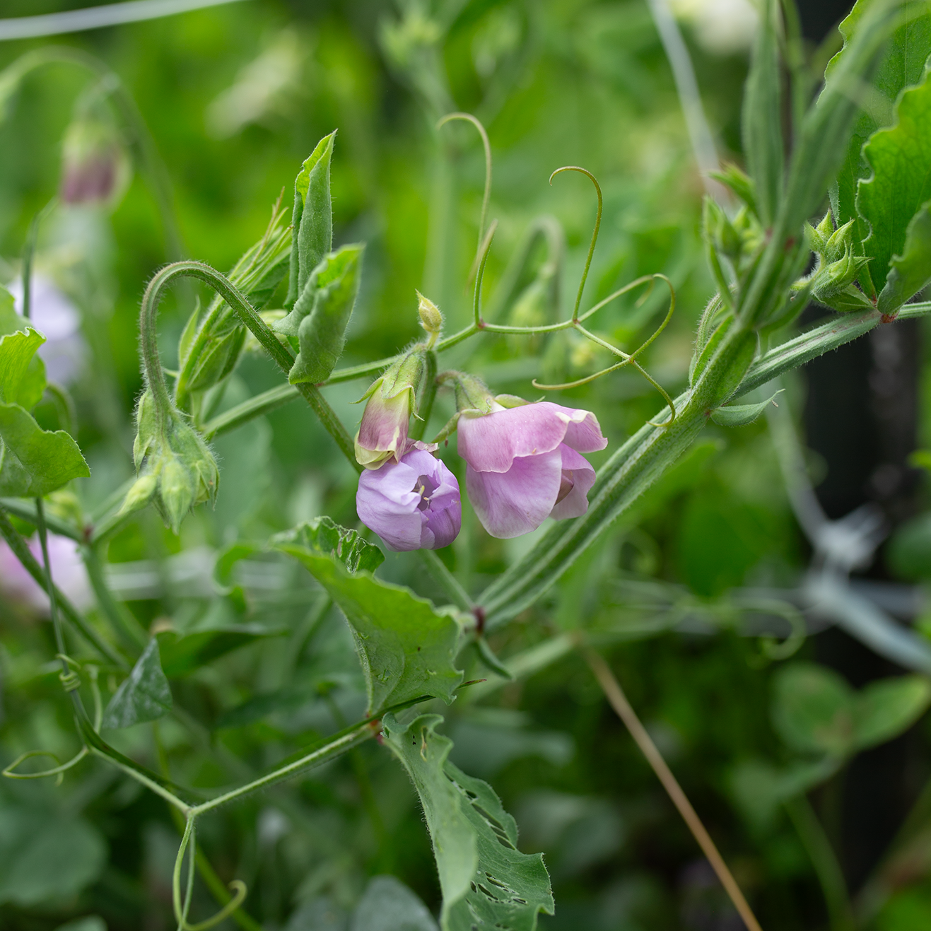 Sweet Pea 'Carmel'