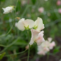 Sweet Pea 'Castlewellan'