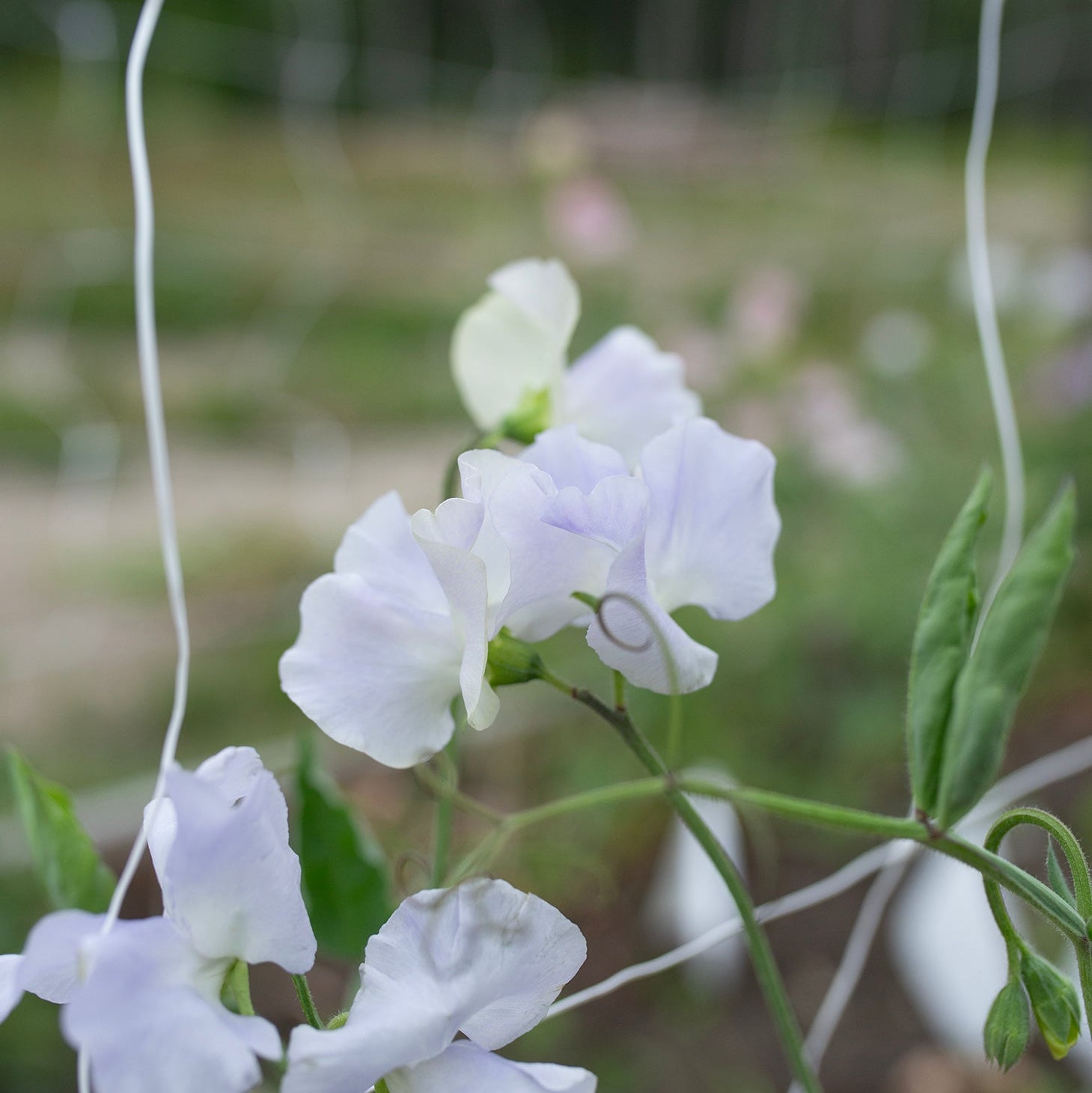 Sweet Pea 'Cilla'