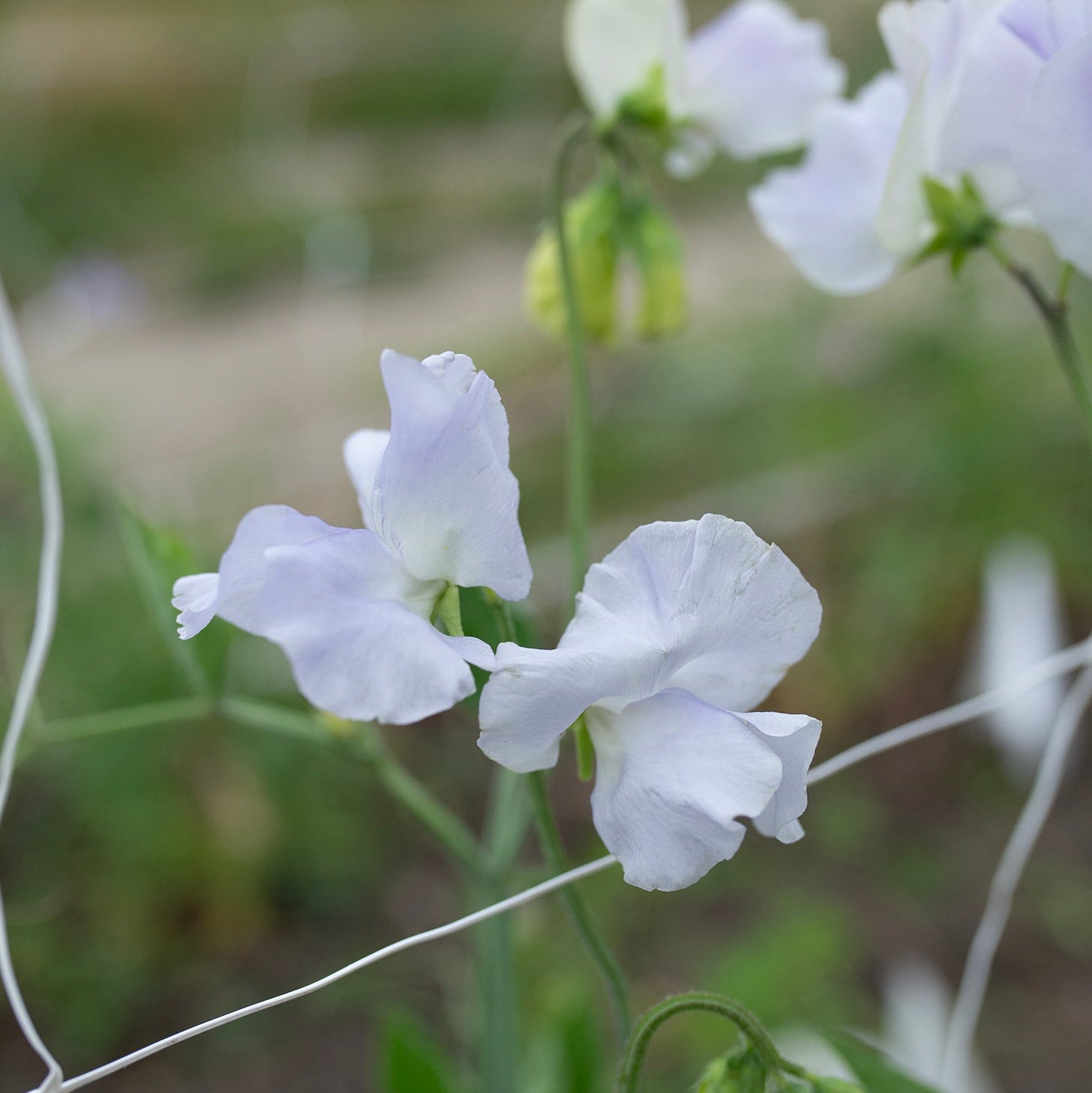 Sweet Pea 'Cilla'
