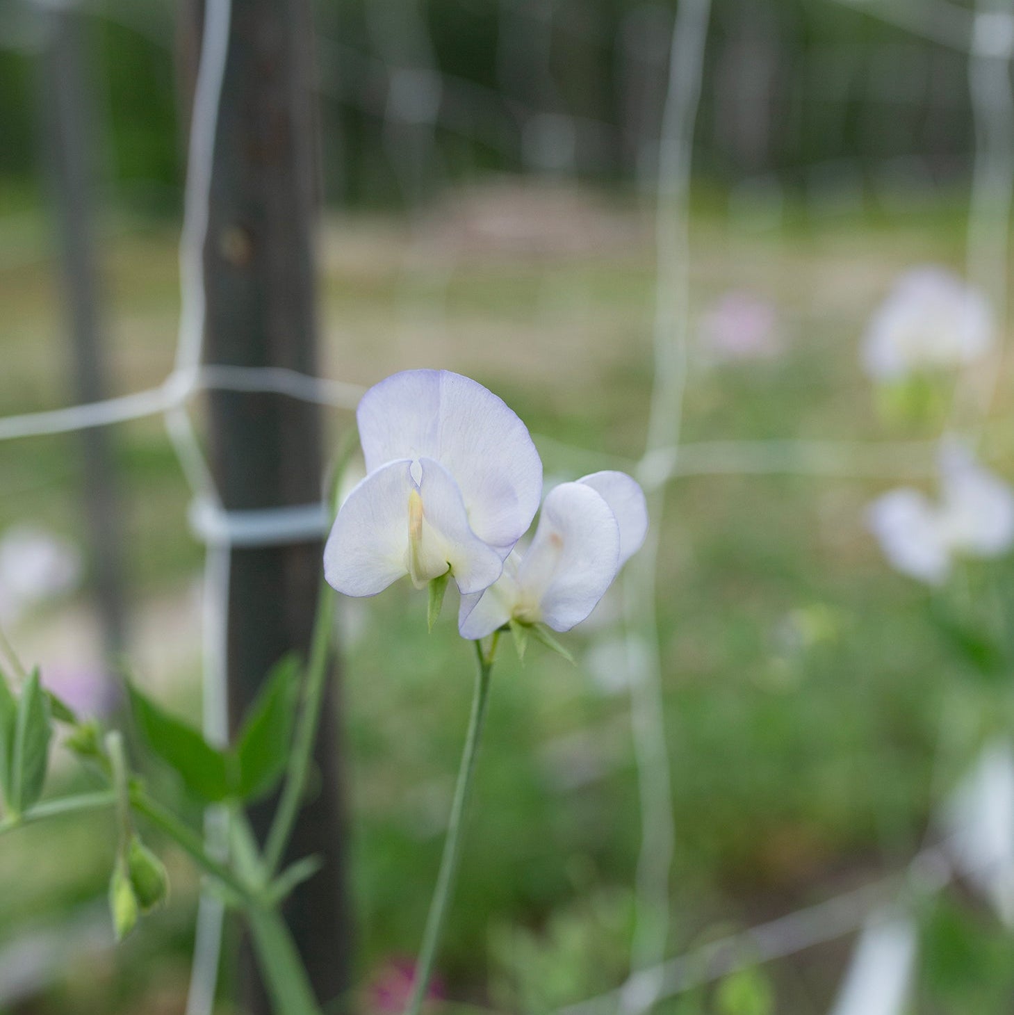 Sweet Pea 'Dragonfly'