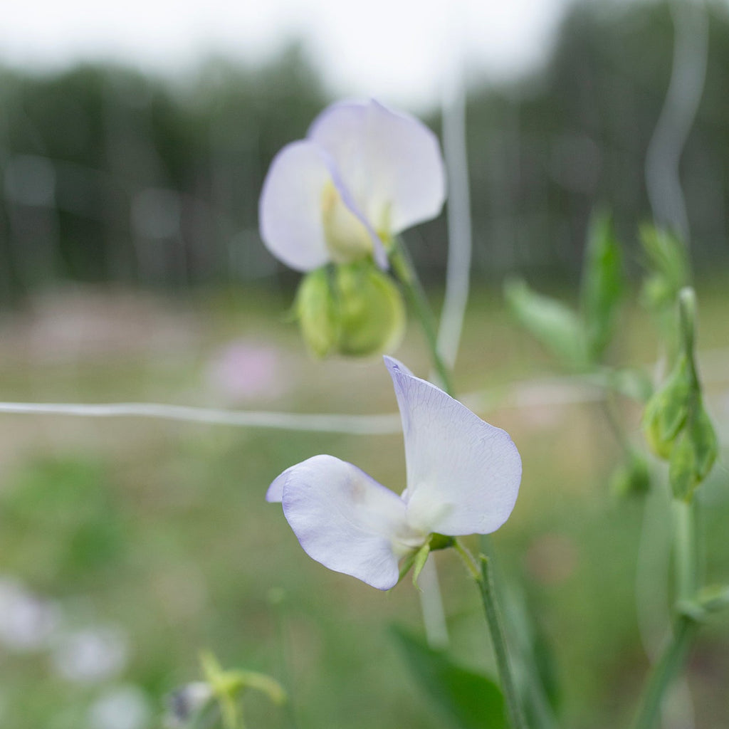 Sweet Pea 'Dragonfly'