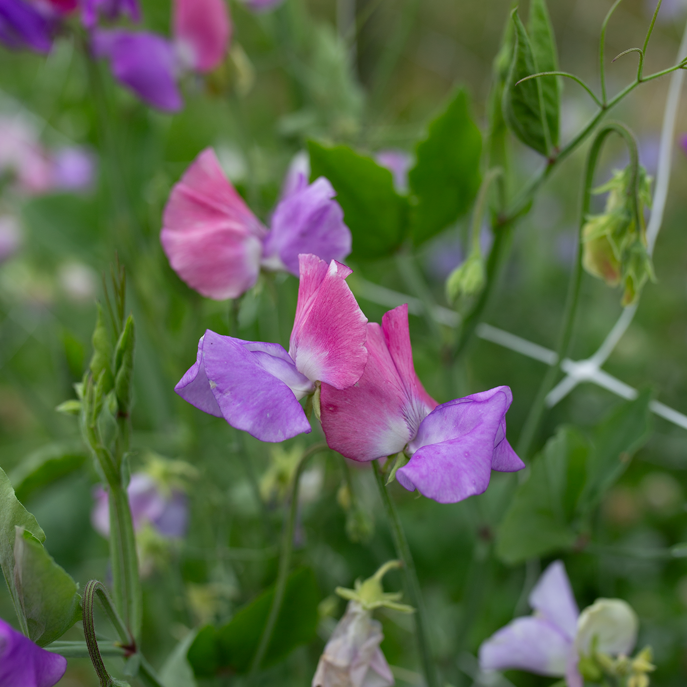 Sweet Pea 'Ella Mountbatten'