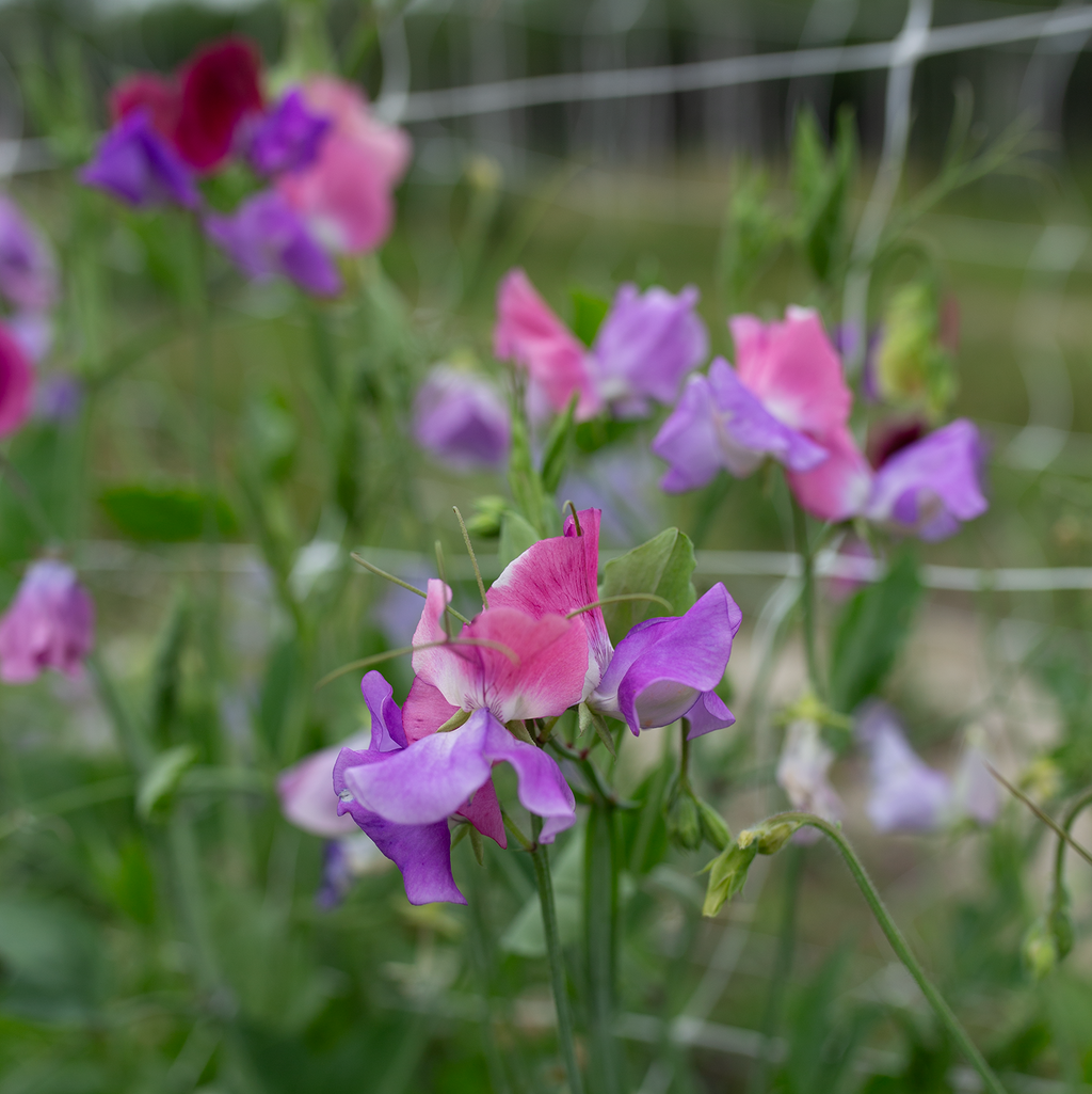 Sweet Pea 'Ella Mountbatten'