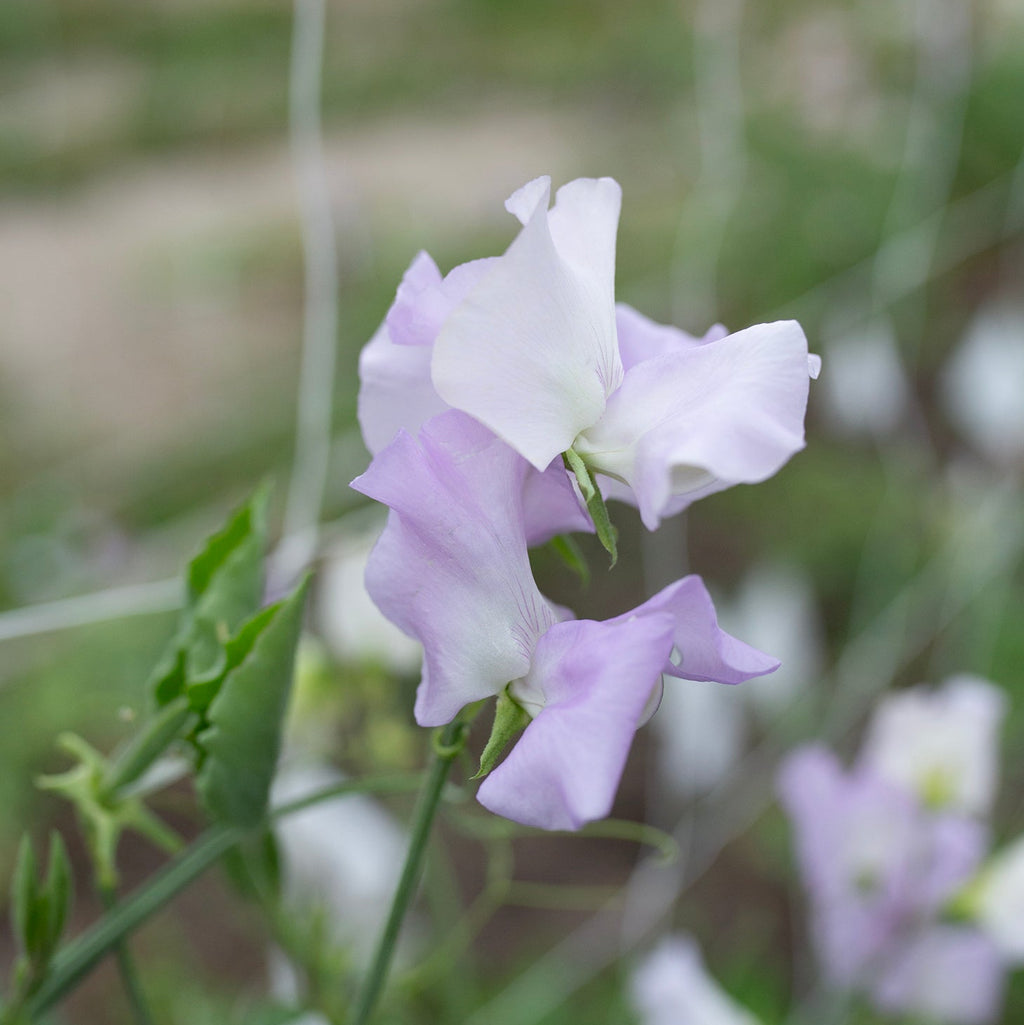 Sweet Pea 'Esme Rowena'