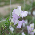 Sweet Pea 'Esme Rowena'