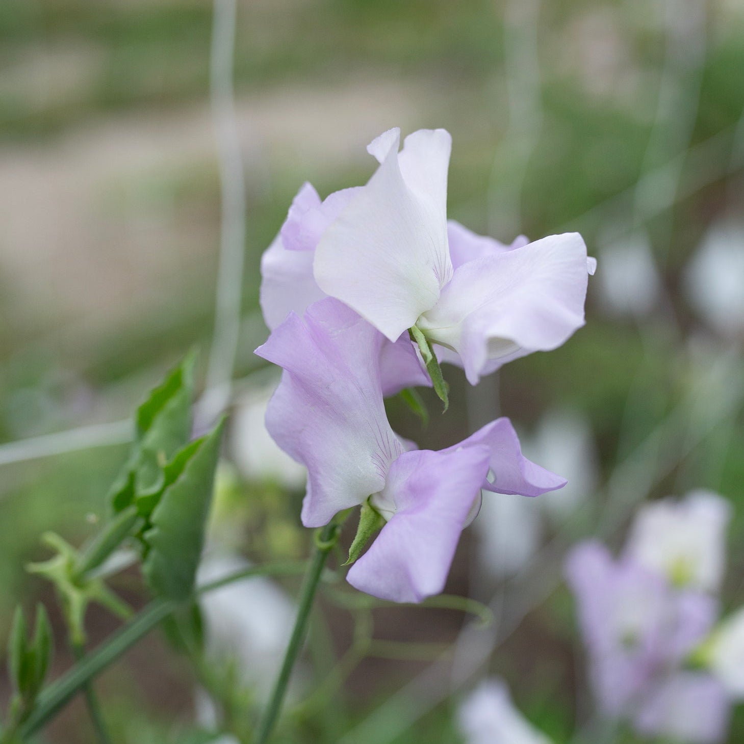 Sweet Pea 'Esme Rowena'