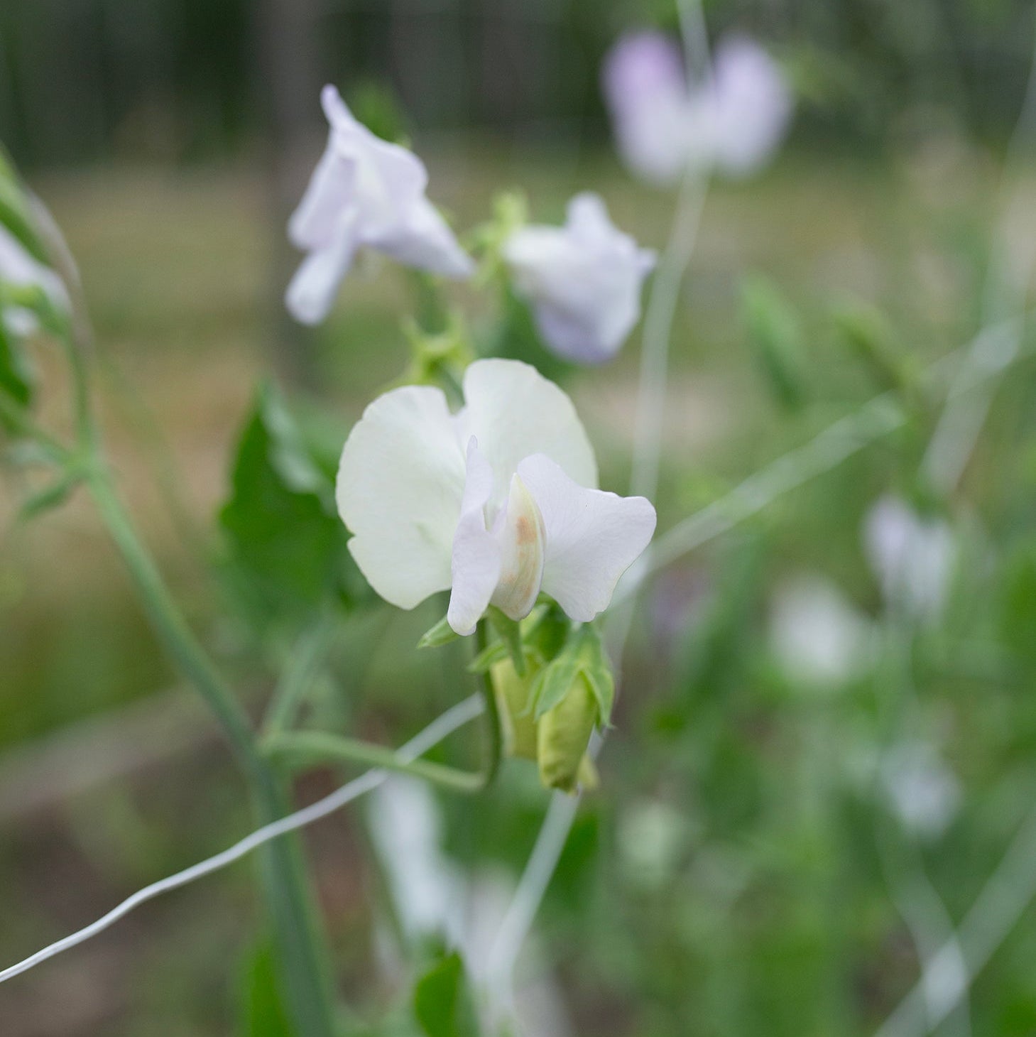 Sweet Pea 'Esme Rowena'