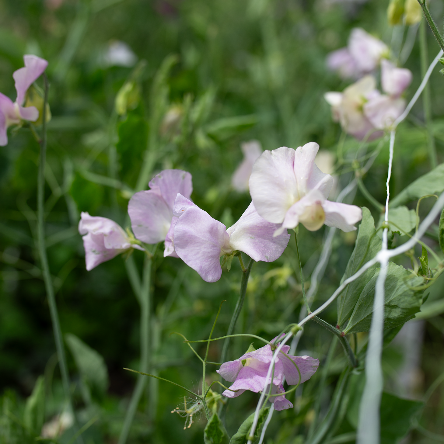 Sweet Pea 'Gerry Cullinan'