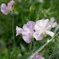 Sweet Pea 'Gerry Cullinan'
