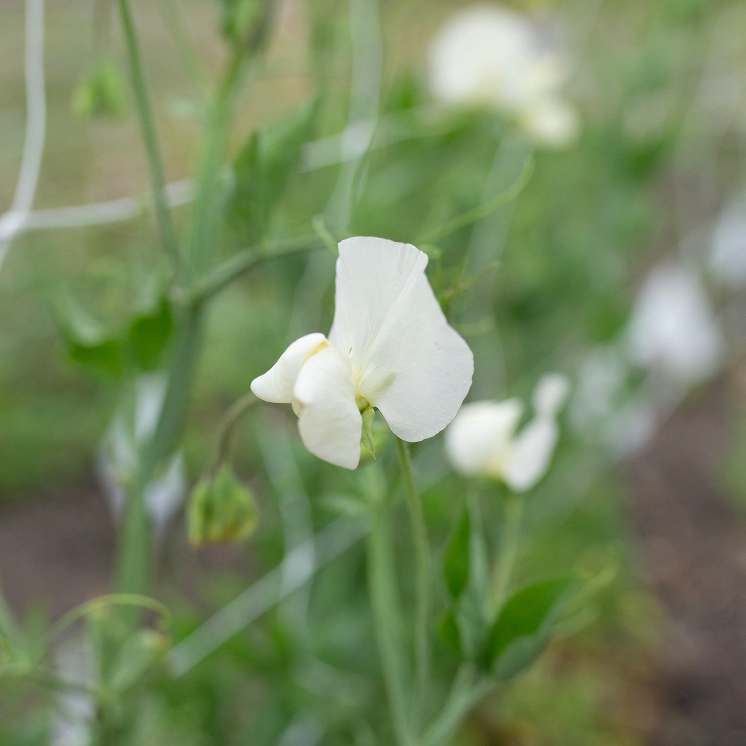 Sweet Pea 'Juliet'