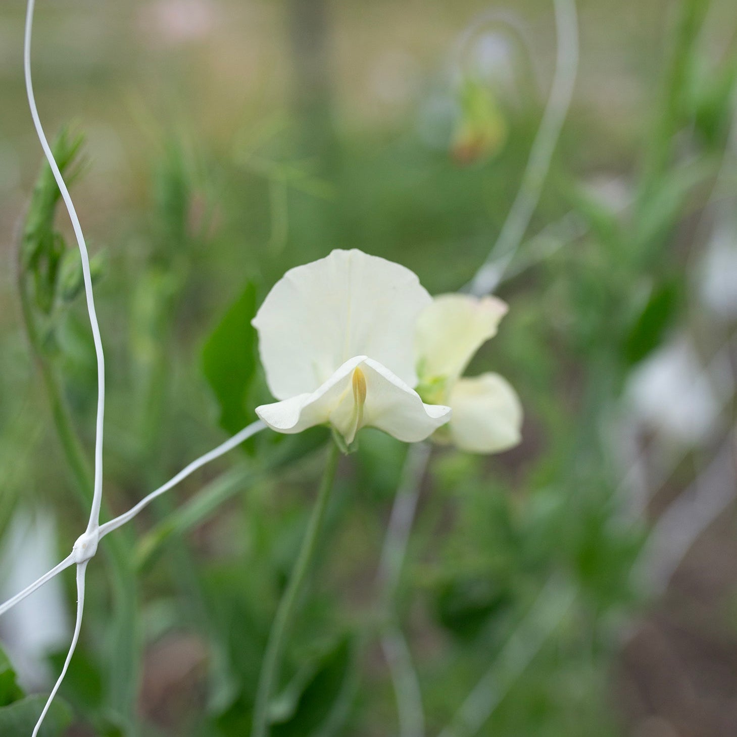 Sweet Pea 'Juliet'