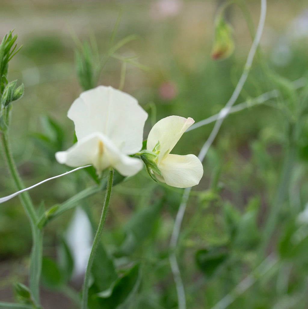 Sweet Pea 'Juliet'