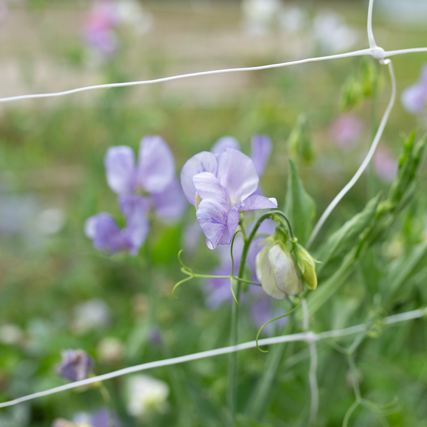 Sweet Pea 'Kingfisher'