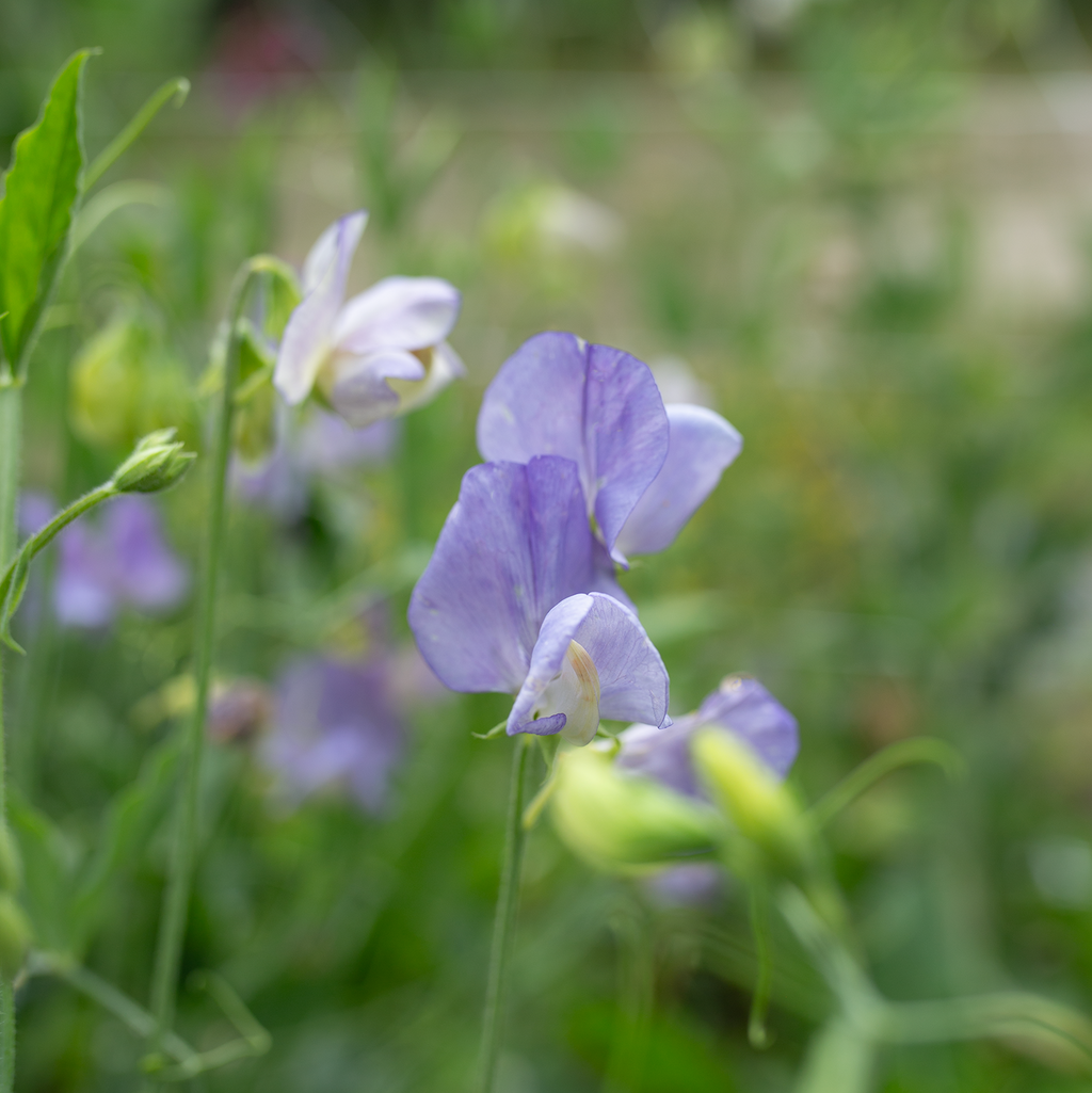 Sweet Pea 'Kingfisher'
