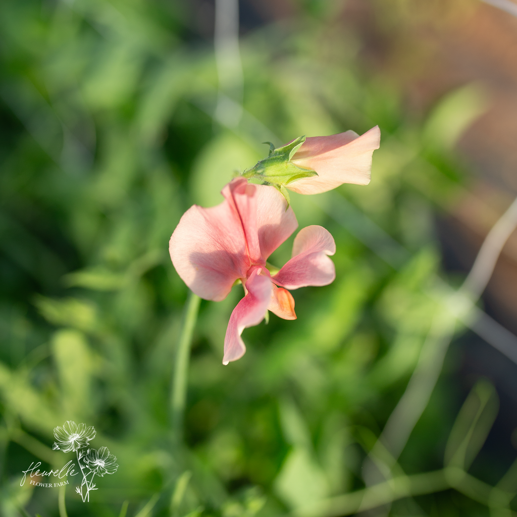 Sweet Pea 'Kings Ransom'