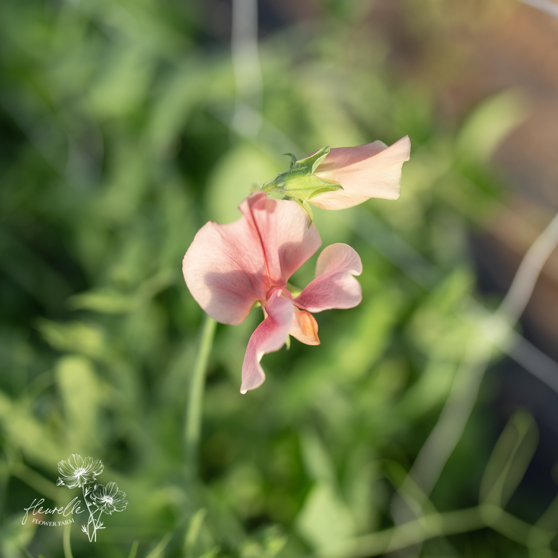 Sweet Pea 'Kings Ransom'