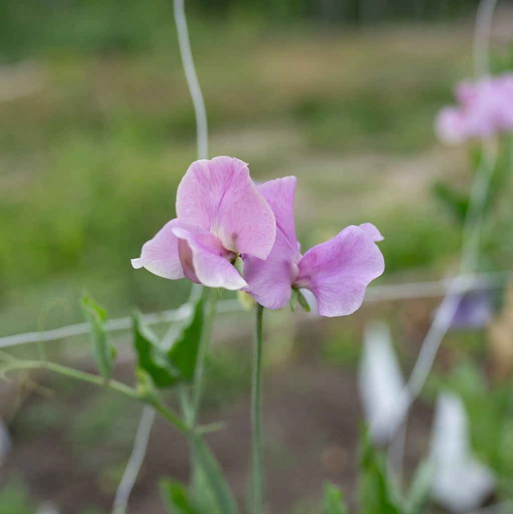 Sweet Pea 'Kings Coronation'